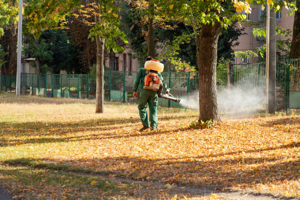 Applying eco-friendly tree treatment